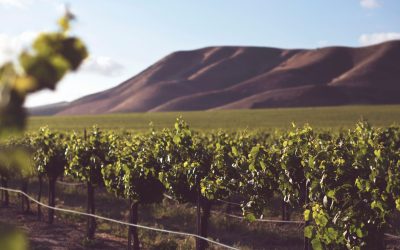 Wine Tourism: Experiencing Wine Country Around the World